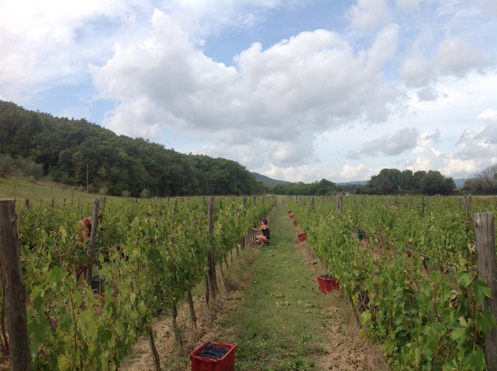 Agriturismo Podere Mulinaccio Ribolla ภายนอก รูปภาพ